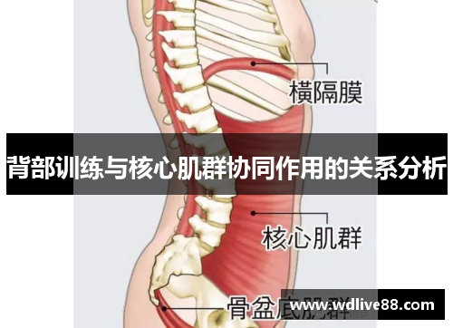 背部训练与核心肌群协同作用的关系分析